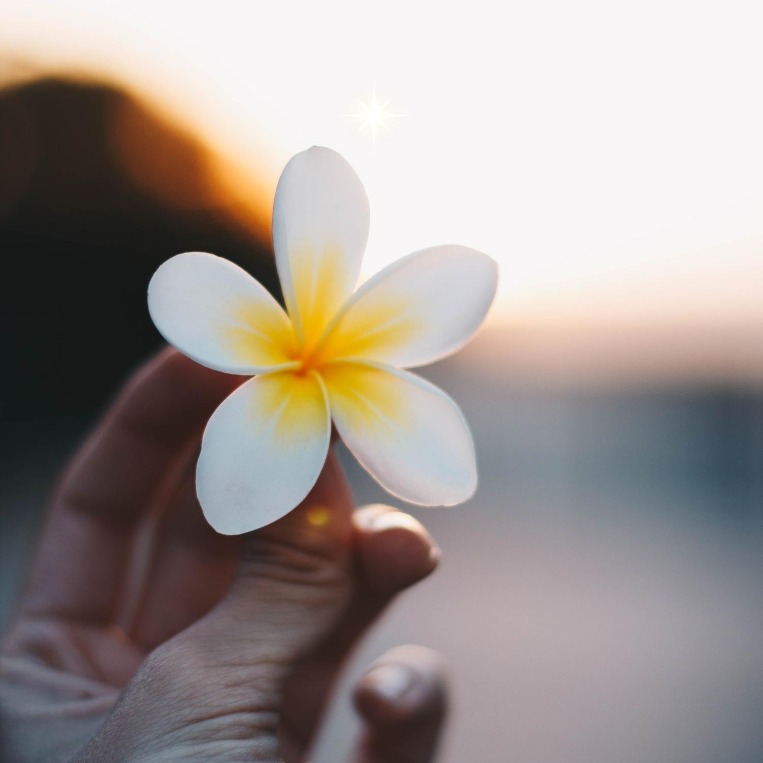 flor havaiana branca e a amarela