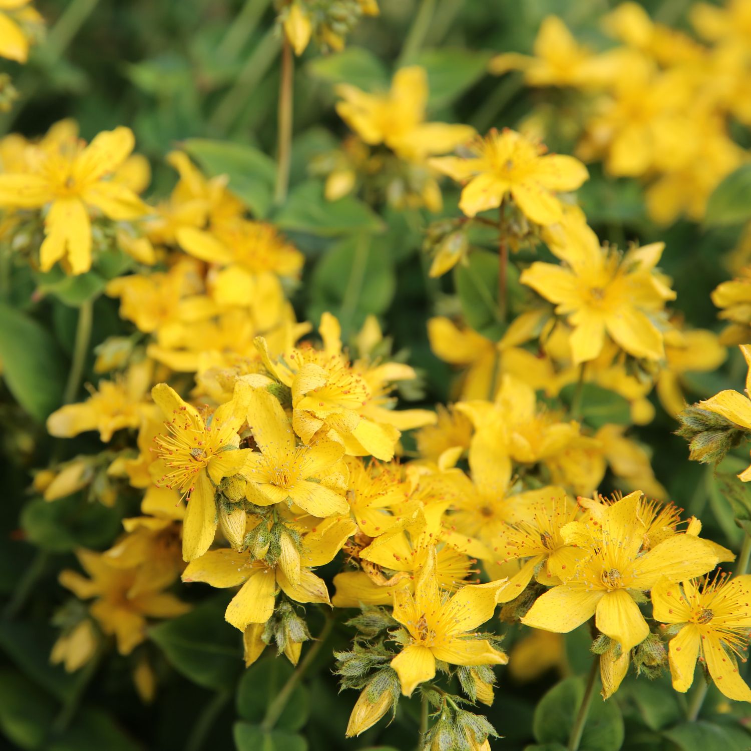 Flor Agrimony utilizada no Floral Agrimony dos Florais de Bach