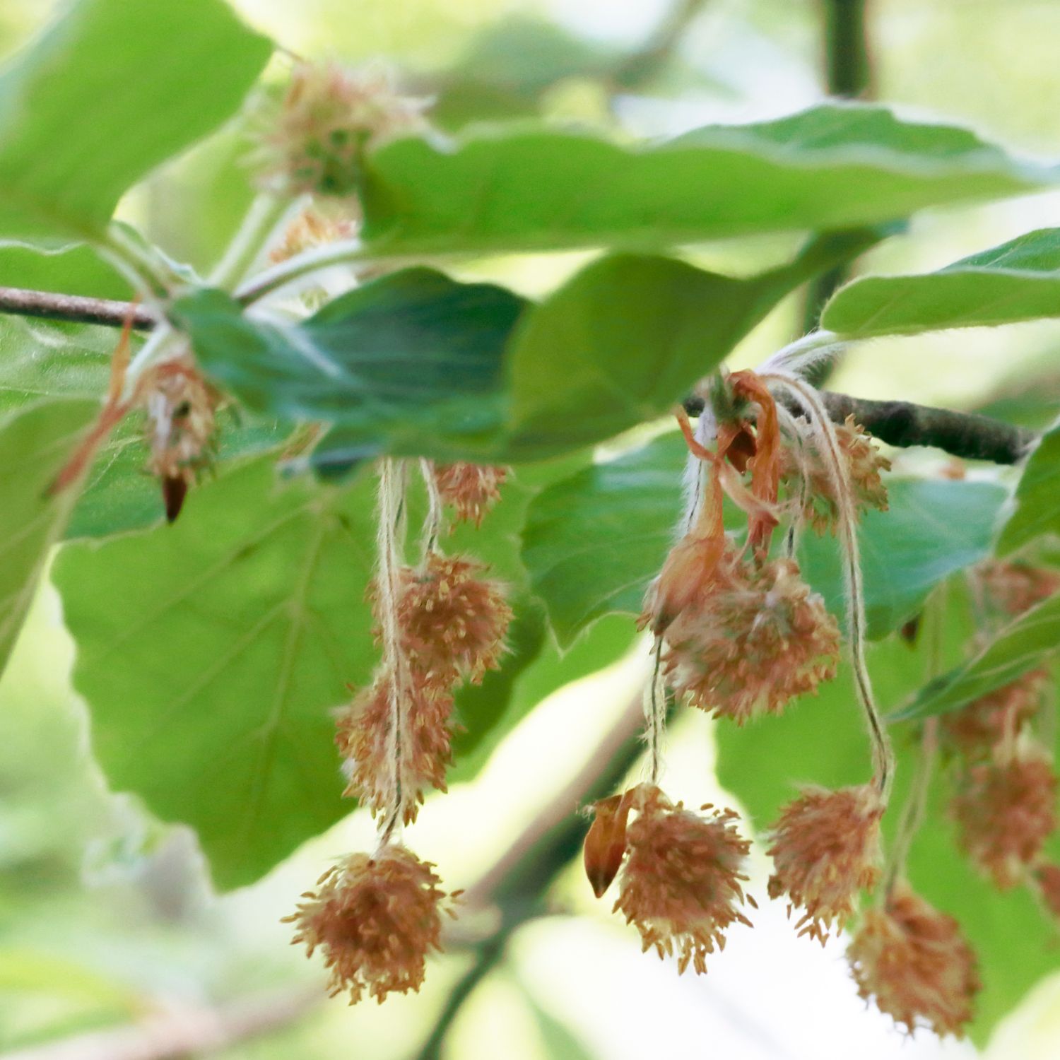Flor Beech utilizada no Floral Beech dos Florais de Bach