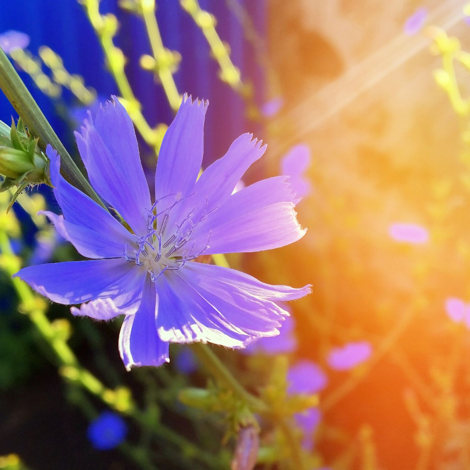 Flor Chicory roxa utilizada no Floral Chicory dos Florais de Bach