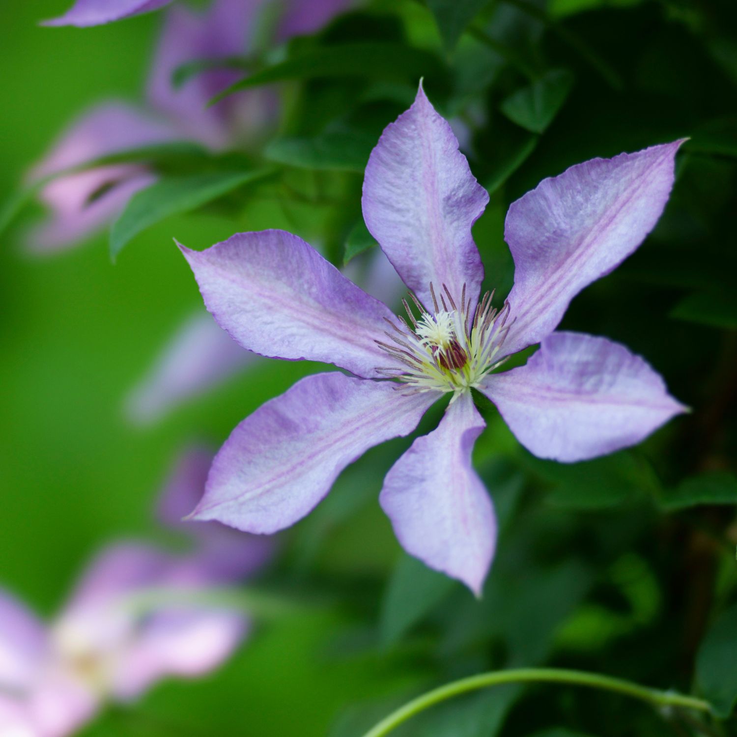 Flor Clematis utilizada no Floral Clematis dos Florais de Bach