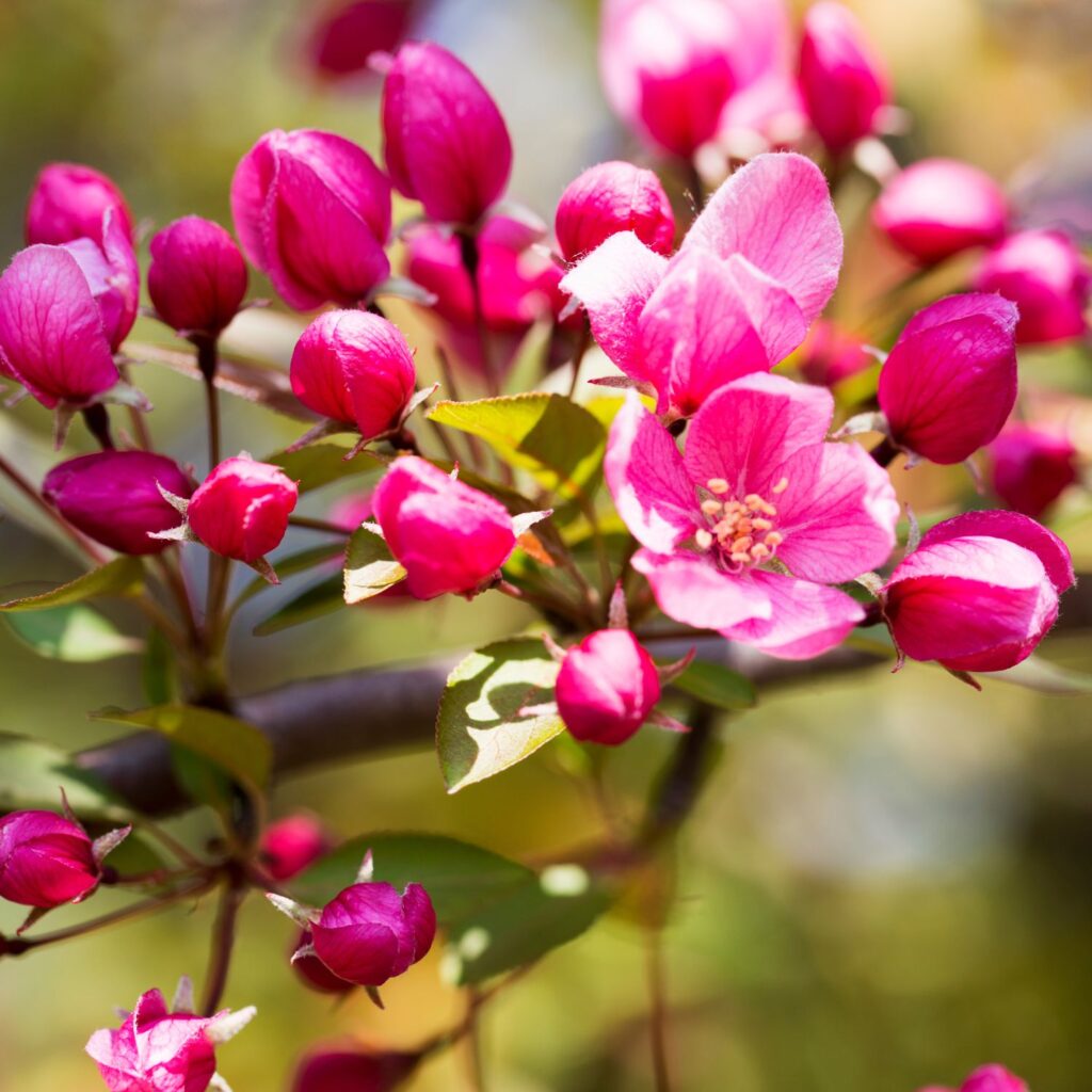 Flor Crab Apple utilizada no Floral Crab Apple dos Florais de Bach
