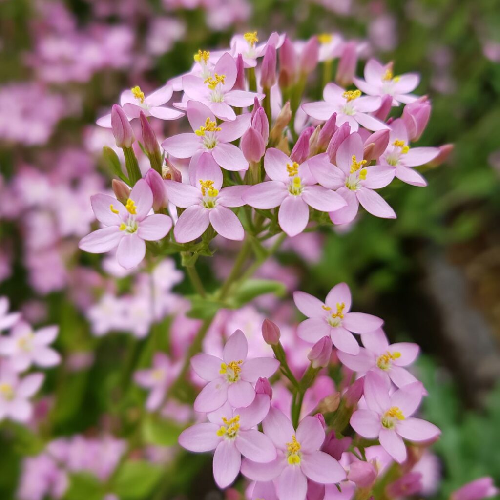 Flor Centaury utilizada no Floral Centaury dos Florais de Bach