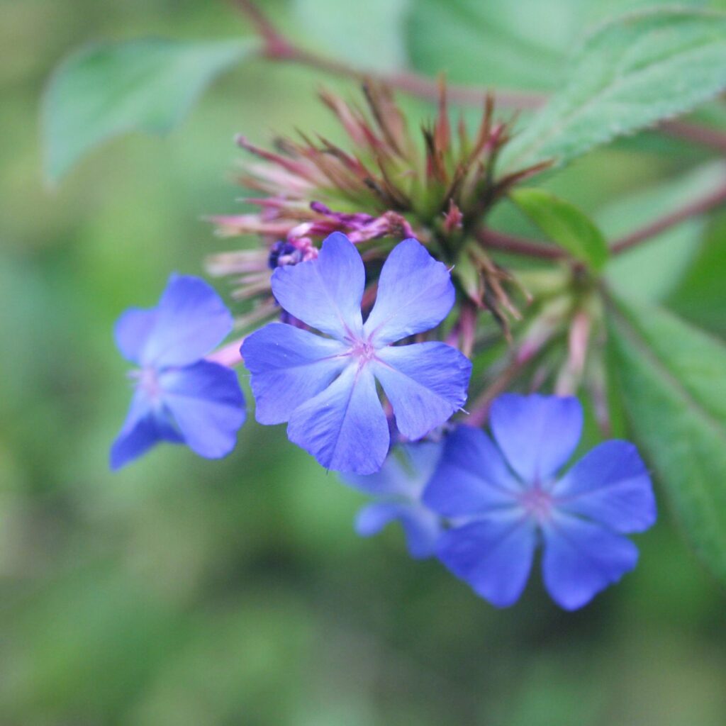Flor Cerato utilizada no Floral Cerato dos Florais de Bach
