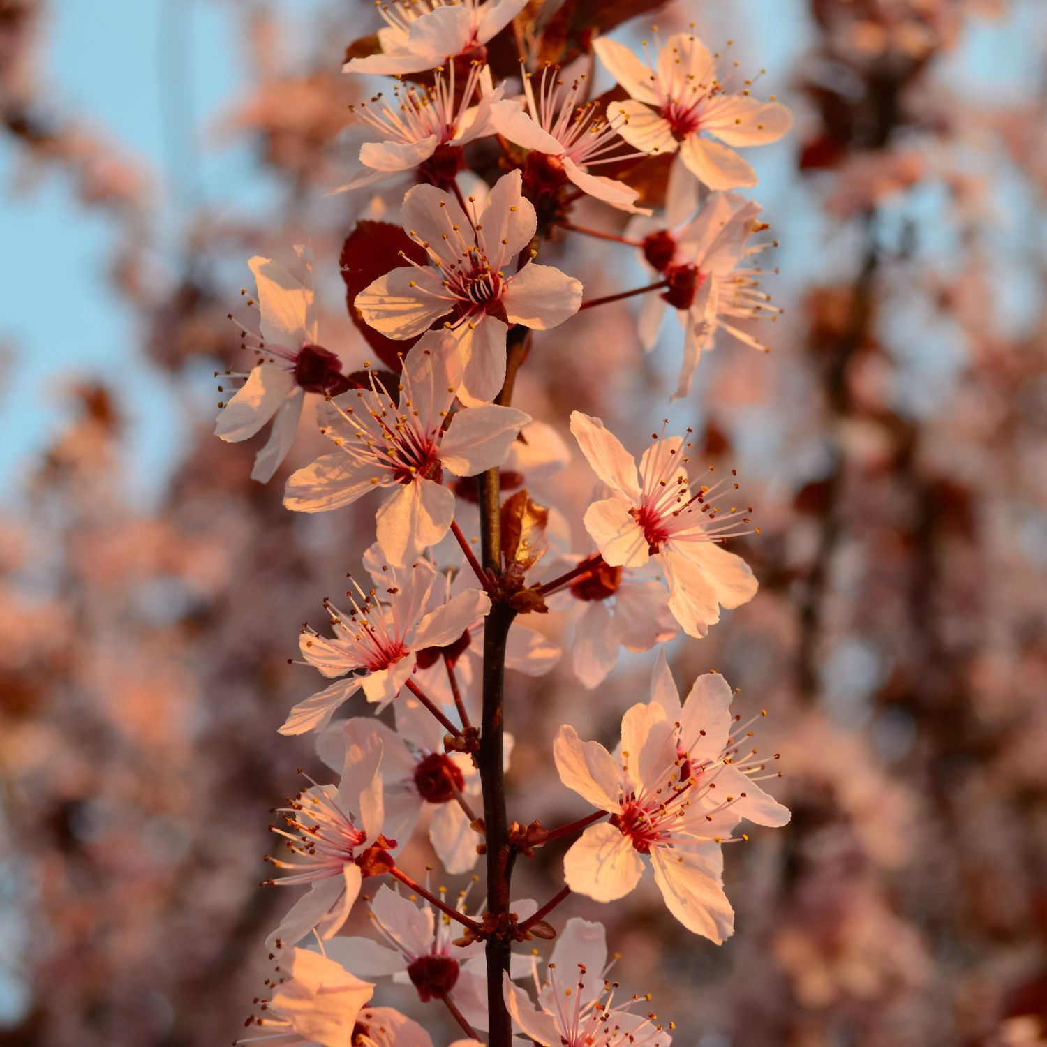Flor Cherry Plum utilizada no Floral Cherry Plum dos Florais de Bach