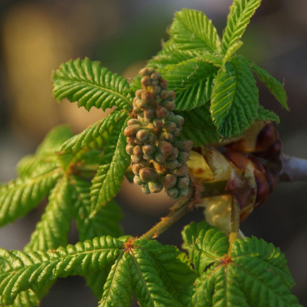 Flor Chestnut Bud utilizada no Floral Chestnut Bud dos Florais de Bach