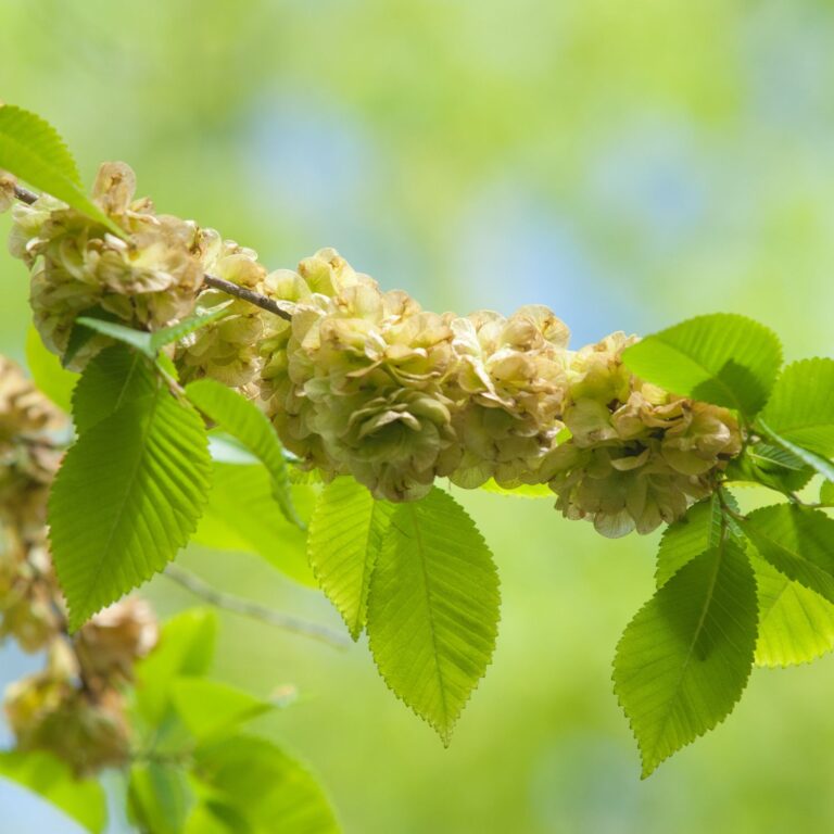 Flor Elm utilizada no Floral Elm dos Florais de Bach