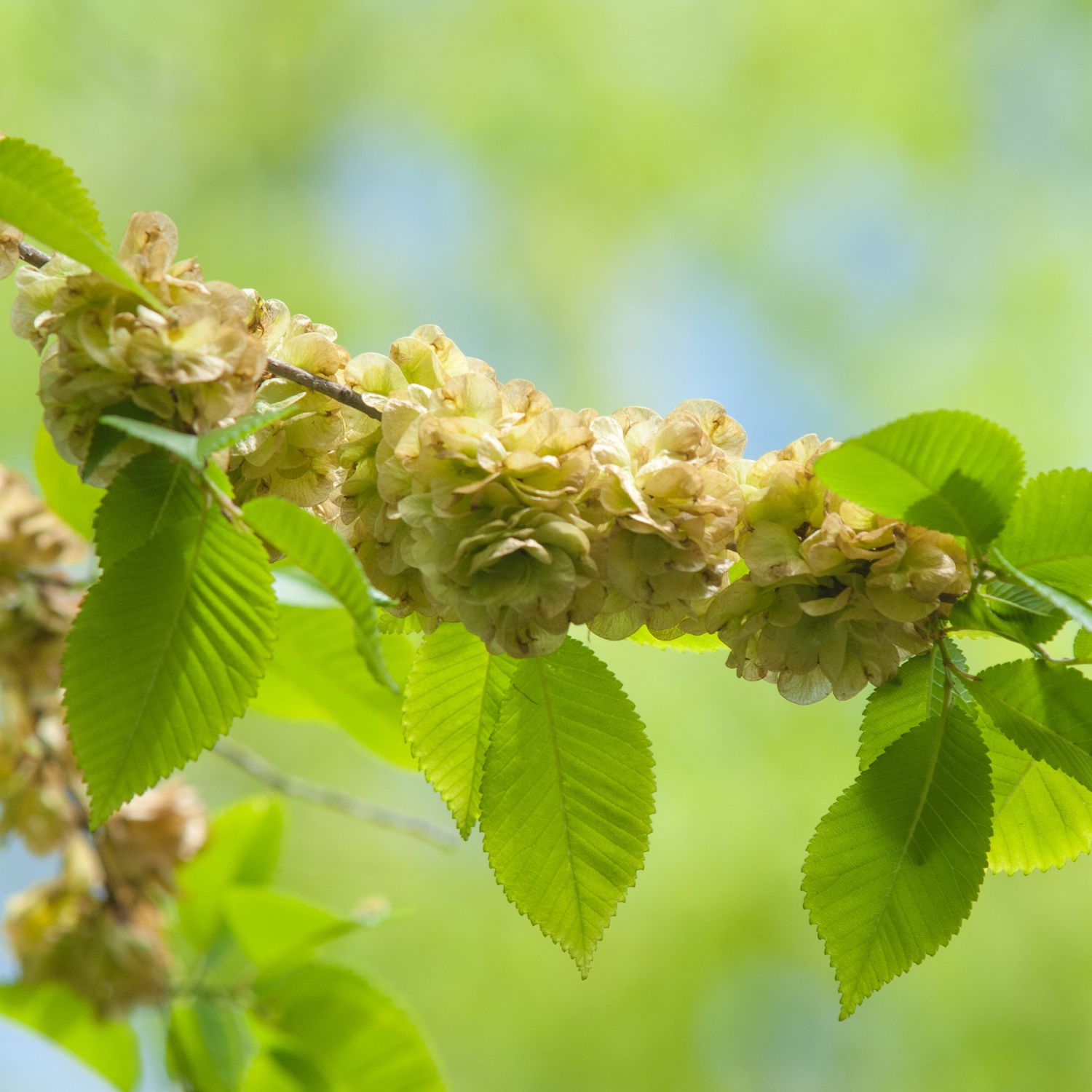 Flor Elm utilizada no Floral Elm dos Florais de Bach