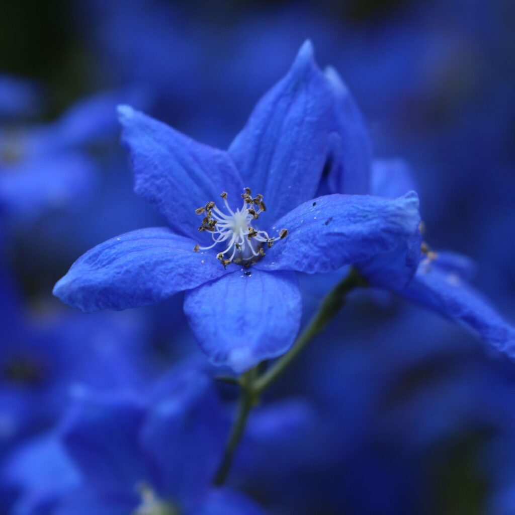 Flor Gentian utilizada no Floral Gentian dos Florais de Bach