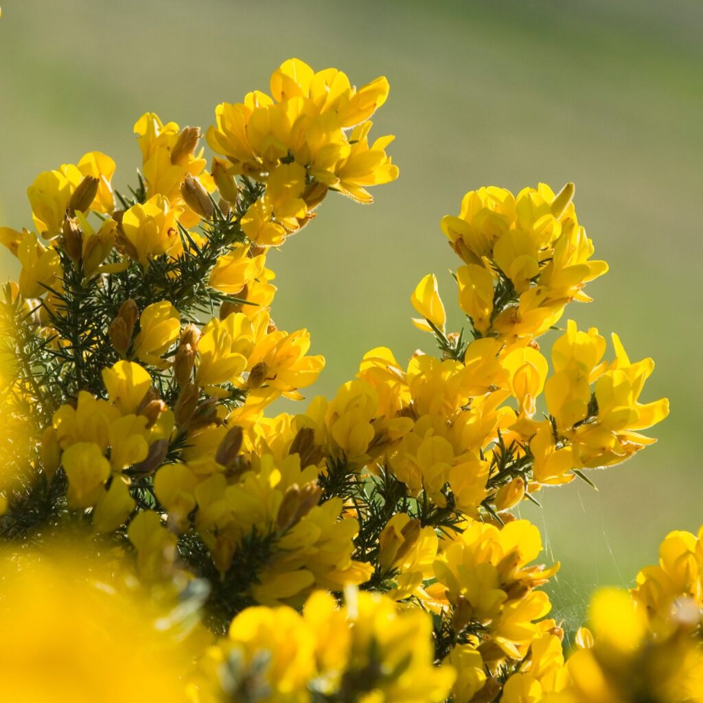 Flor Gorse utilizada no Floral Gorse dos Florais de Bach