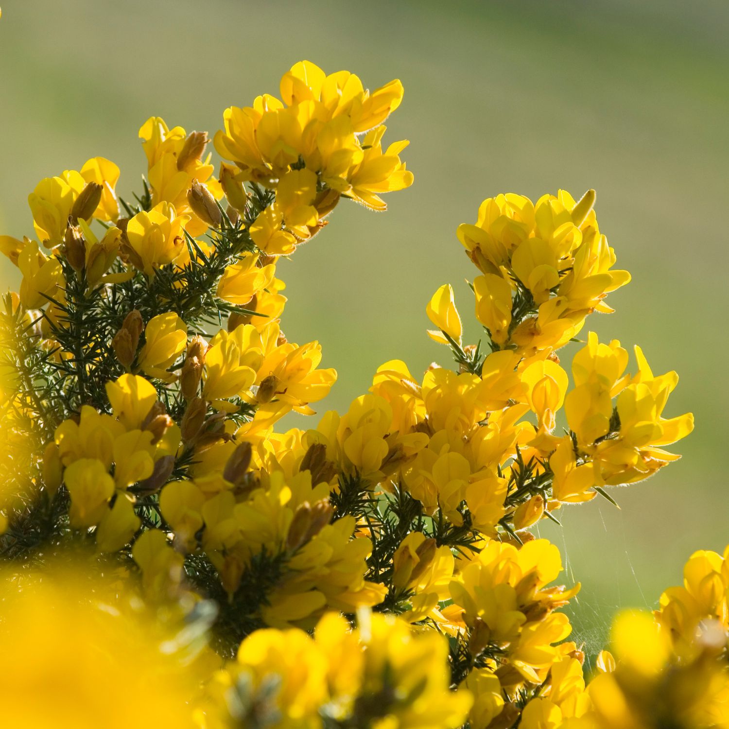 Flor Gorse utilizada no Floral Gorse dos Florais de Bach