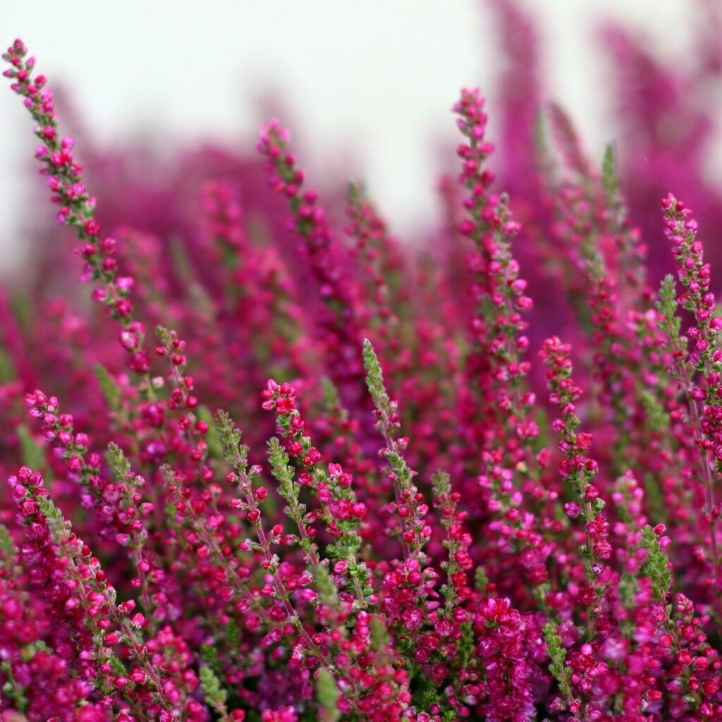 Flor Heather utilizada no Floral Heather dos Florais de Bach
