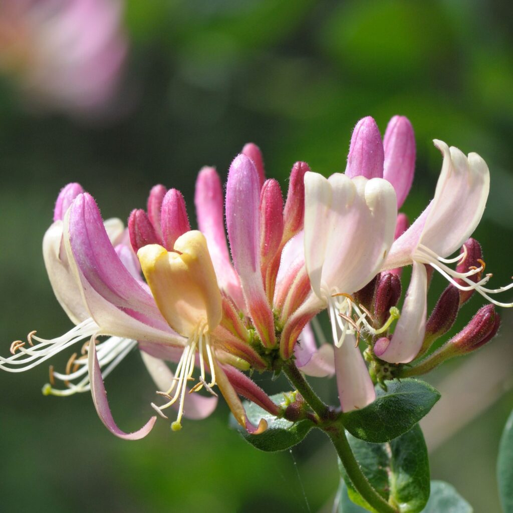 Flor Honeysuckle utilizada no Floral Honeysuckle dos Florais de Bach
