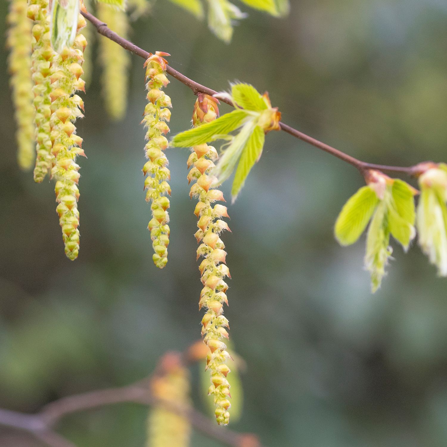 Flor Hornbeam utilizada no Floral Hornbeam dos Florais de Bach