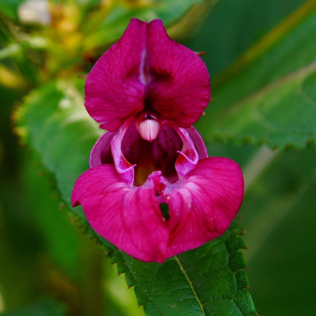 Flor Impatiens utilizada no Floral Impatiens dos Florais de Bach