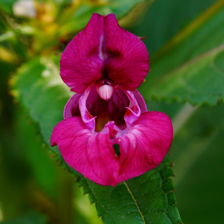 Flor Impatiens utilizada no Floral Impatiens dos Florais de Bach