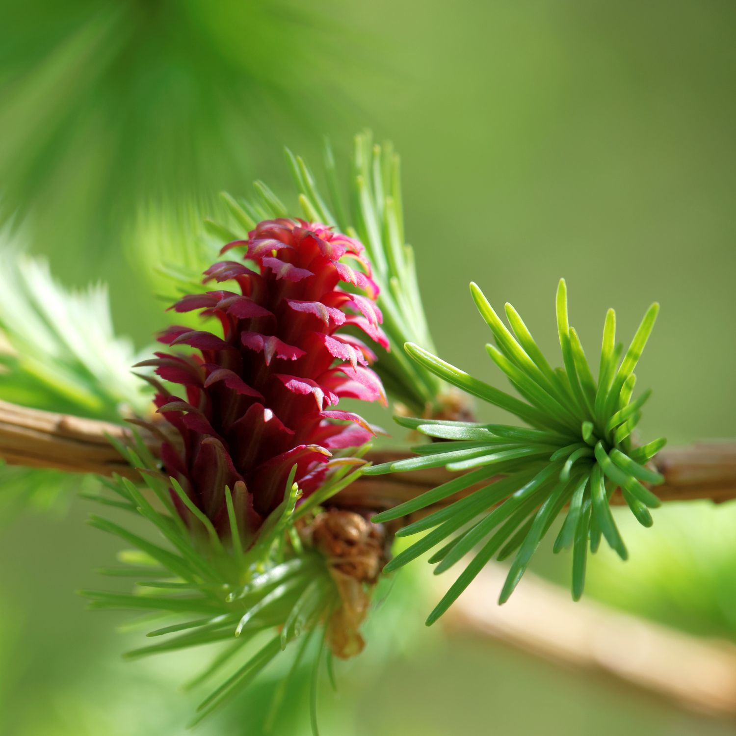 Flor Larck utilizada no Floral Larch dos Florais de Bach