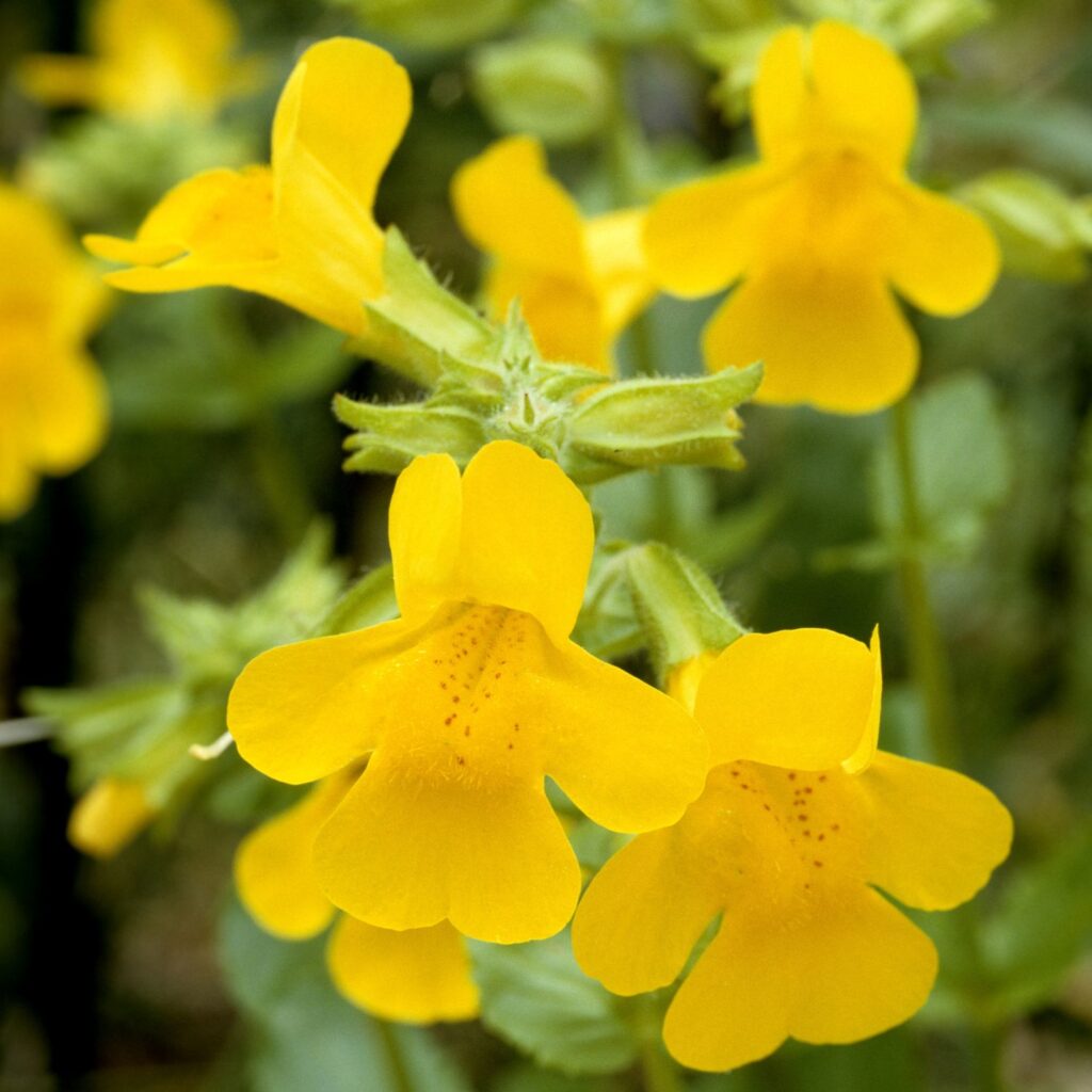 Flor Mimulus utilizada no Floral Mimulus dos Florais de Bach