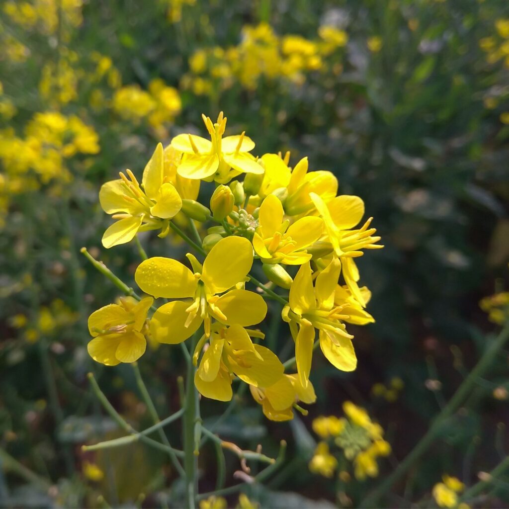 Flor Mustard utilizada no Floral Mustard dos Florais de Bach