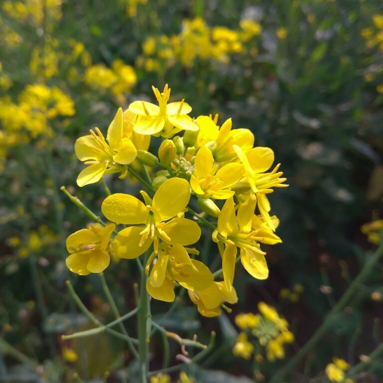 Flor Mustard utilizada no Floral Mustard dos Florais de Bach