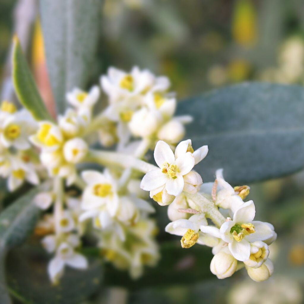 Flor Olive utilizada no Floral Olive dos Florais de Bach