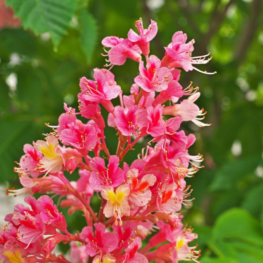 Flor Red Chestnut utilizada no Floral Red Chestnut dos Florais de Bach