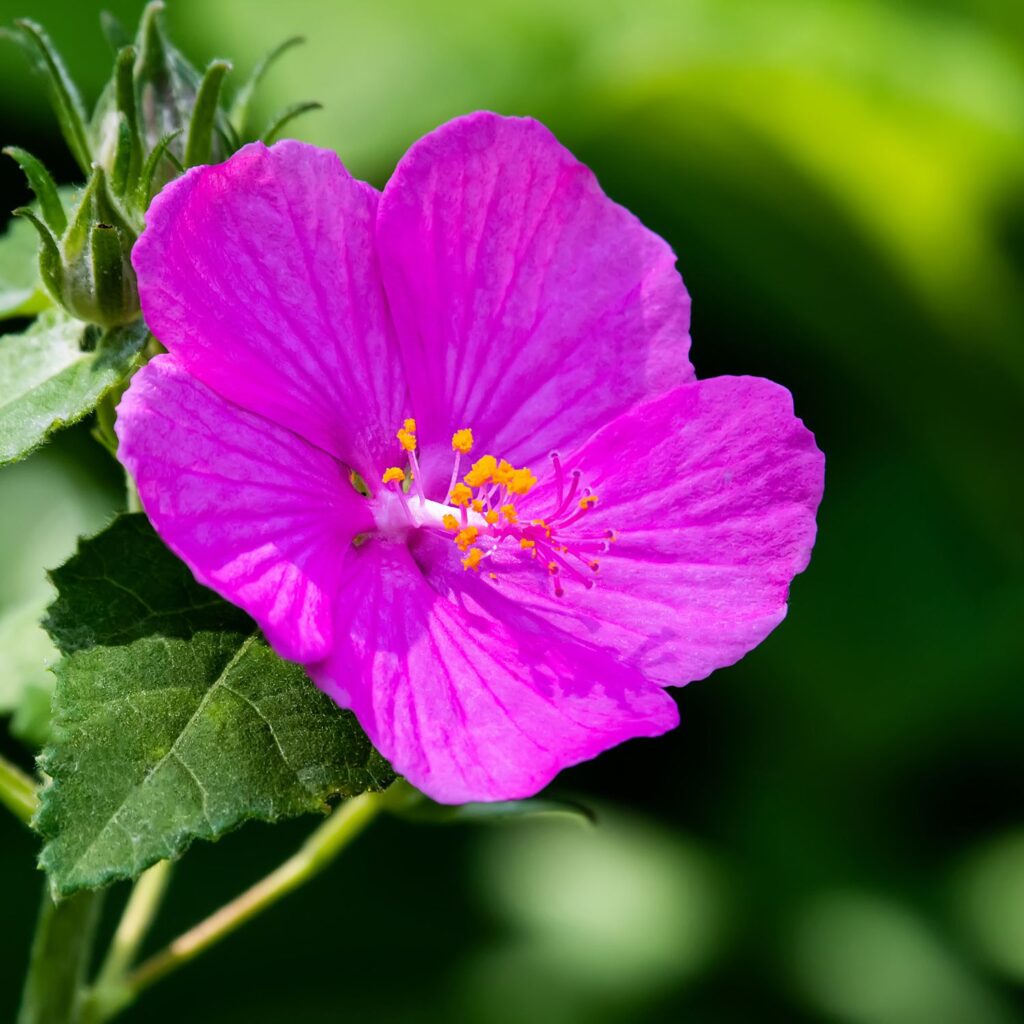 Flor Rock Rose utilizada no Floral Rock Rose dos Florais de Bach