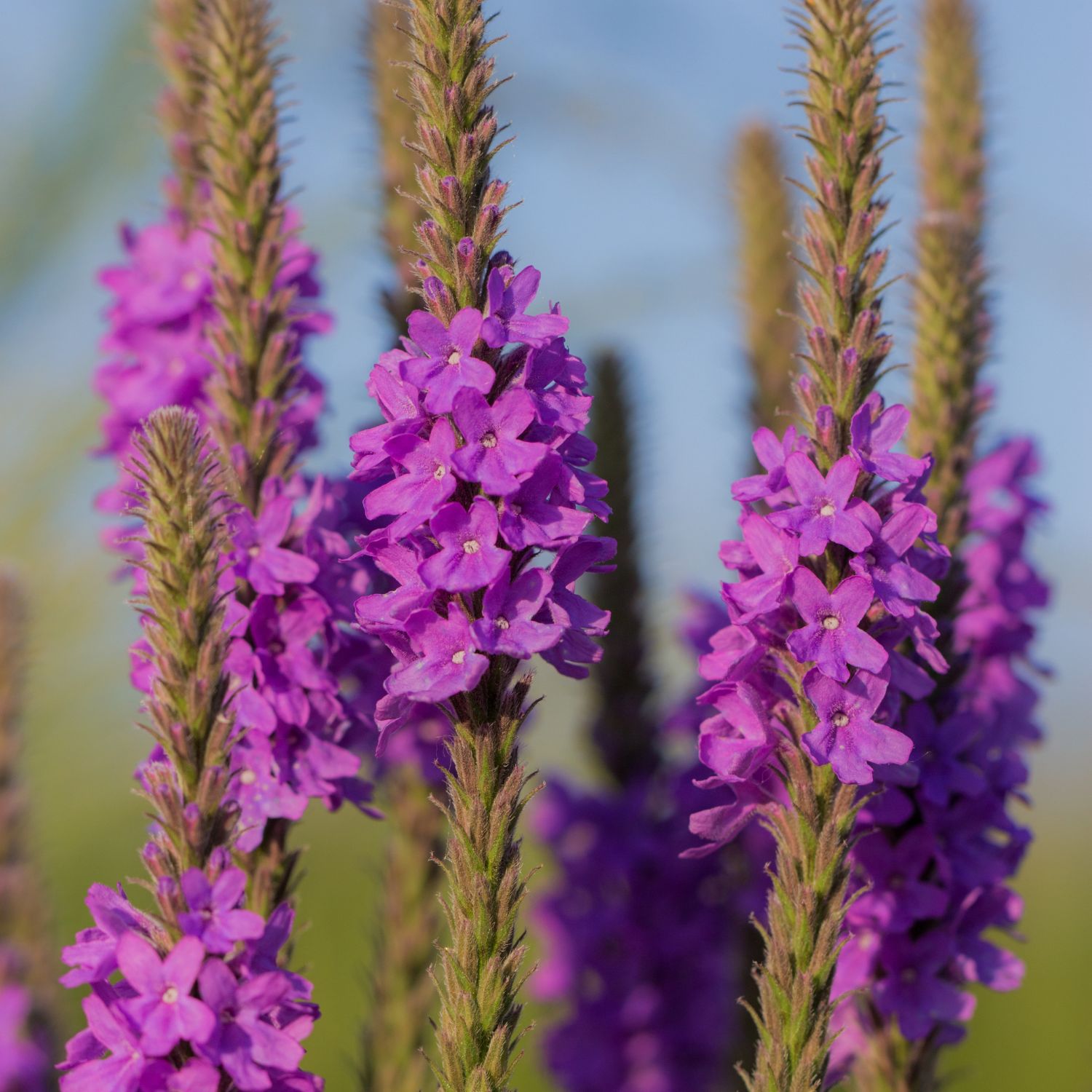 Flor Vervain utilizada no Floral Vervain dos Florais de Bach