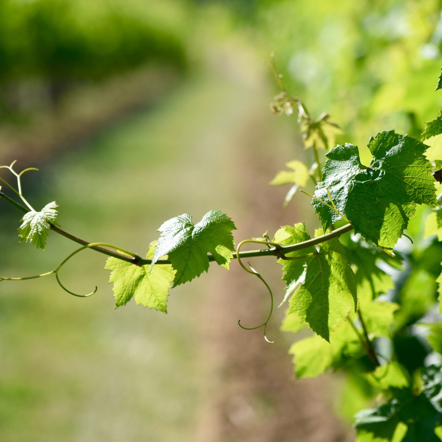 Flor Vine utilizada no Floral Vine dos Florais de Bach