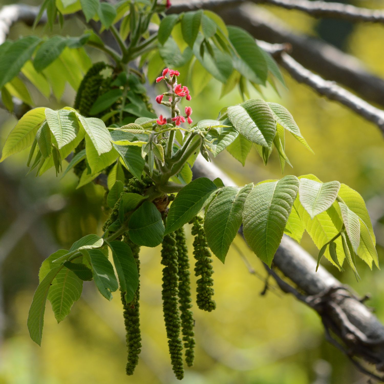 Flor Walnut utilizada no Floral Walnut dos Florais de Bach