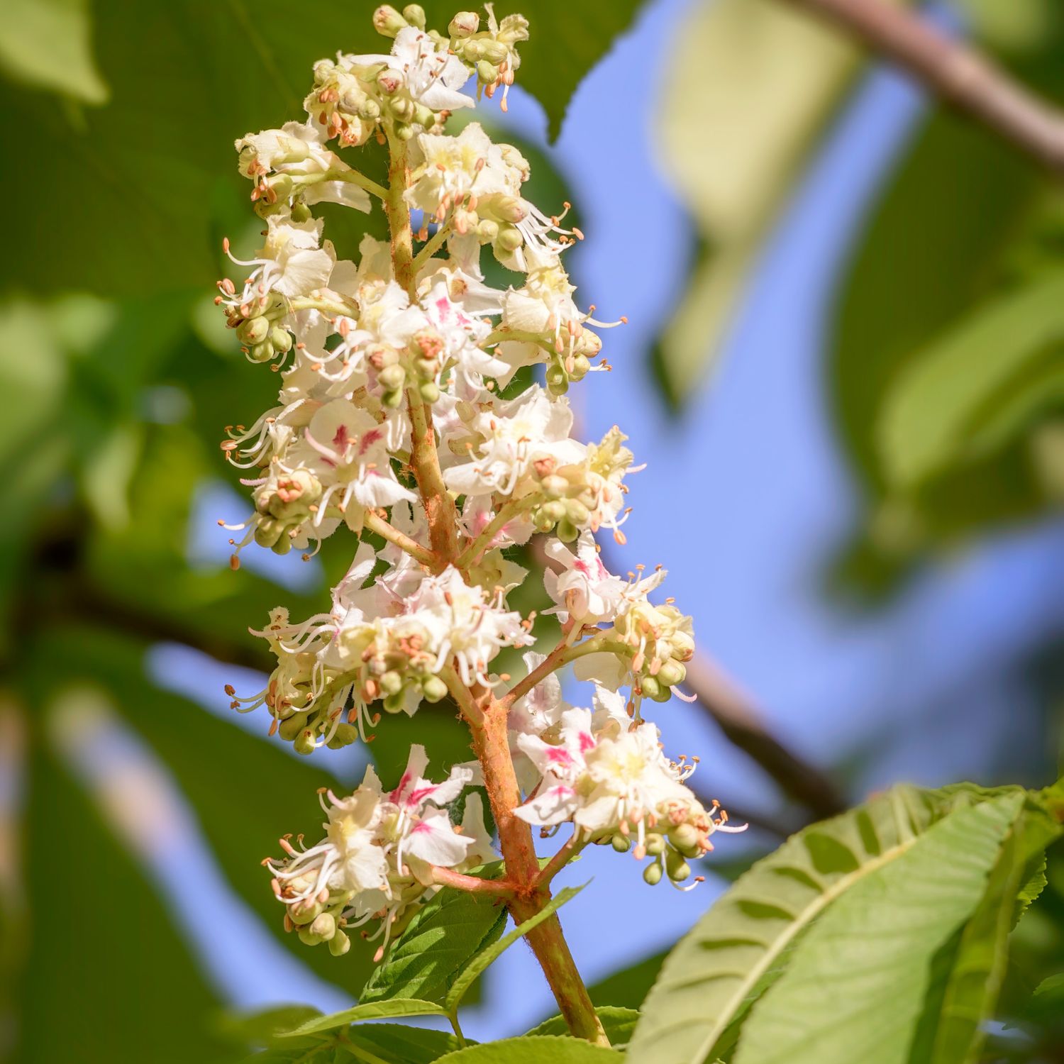 Flor White Chest Nut utilizada no Floral White Chestnut dos Florais de Bach