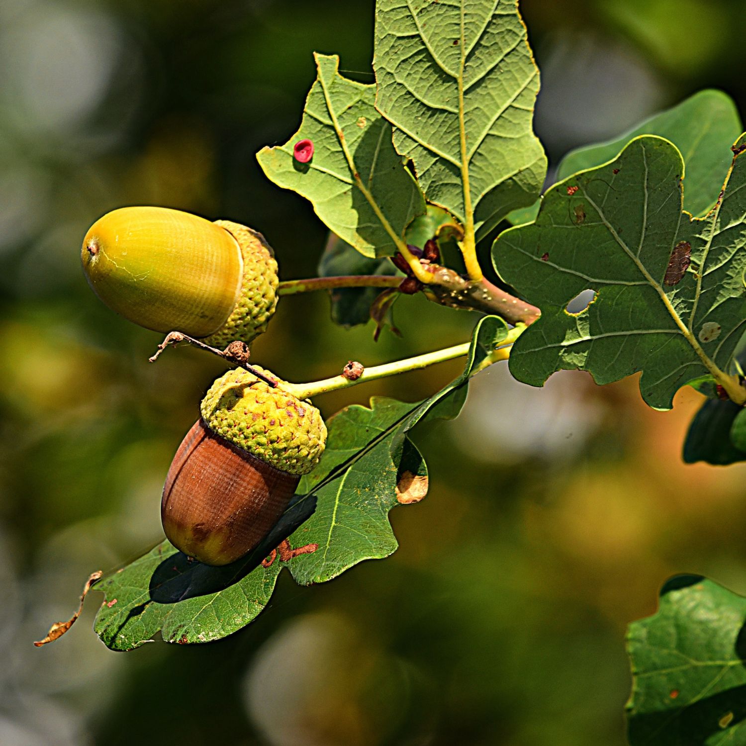 Árvore Oak cujas flores são utilizadas no Floral Oak dos Florais de Bach