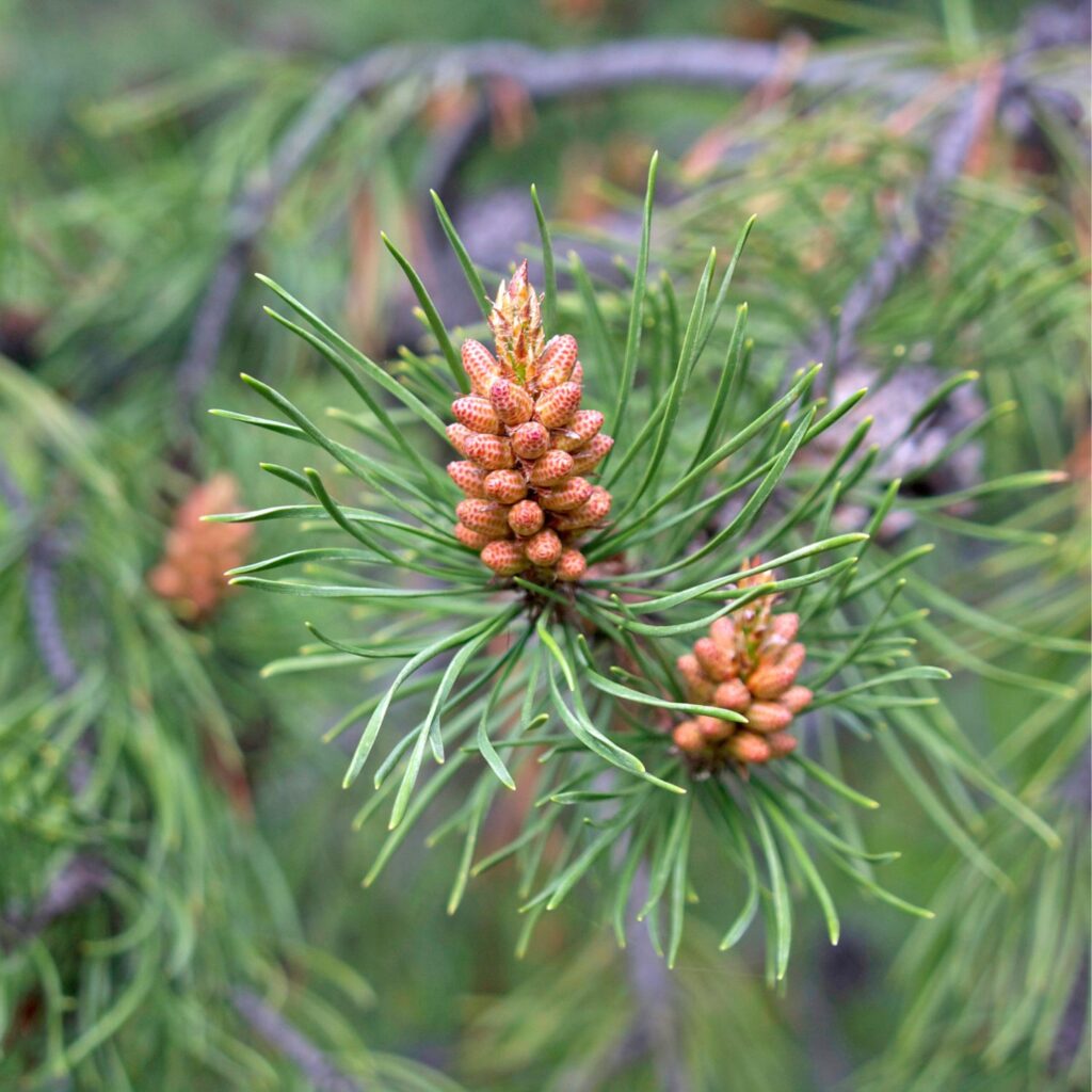 Flor Pine da árvore Pine ou Pinheiro utilizada no Floral Pine dos Florais de Bach
