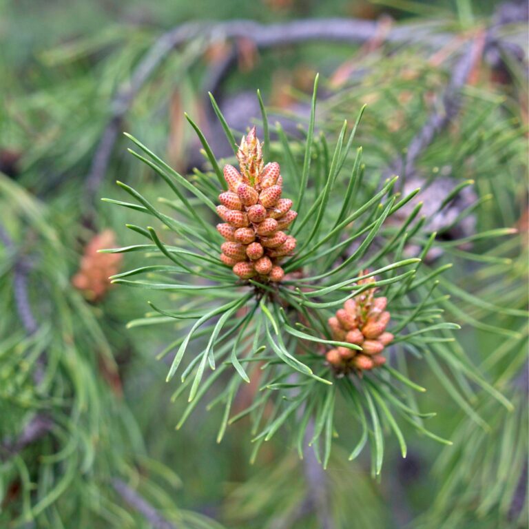 Flor Pine da árvore Pine ou Pinheiro utilizada no Floral Pine dos Florais de Bach