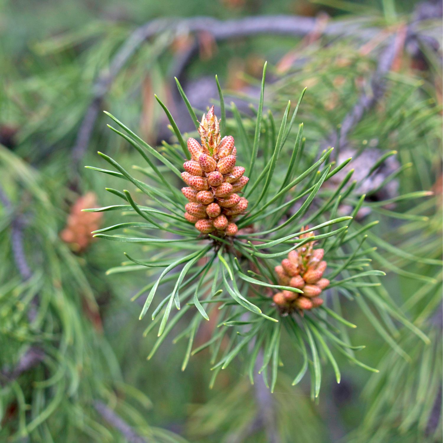 Flor Pine da árvore Pine ou Pinheiro utilizada no Floral Pine dos Florais de Bach