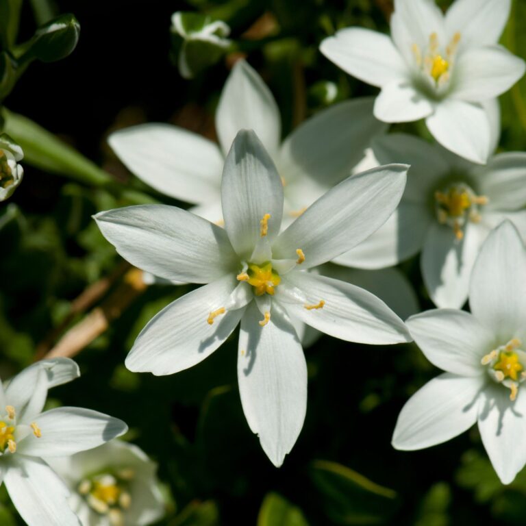 Floral Star of Bethlehem: libertando-se dos traumas