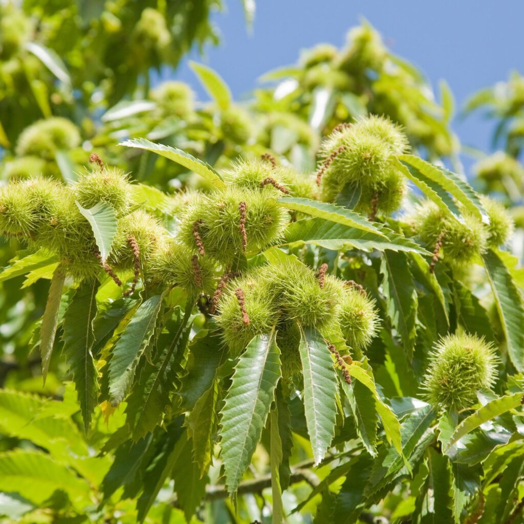 Flor Sweet Chestnut utilizada no Floral Sweet Chestnut dos Florais de Bach