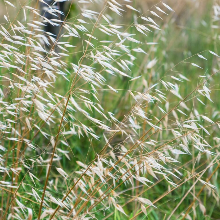 Flor Wild Oat utilizada no Floral Wild Oat dos Florais de Bach