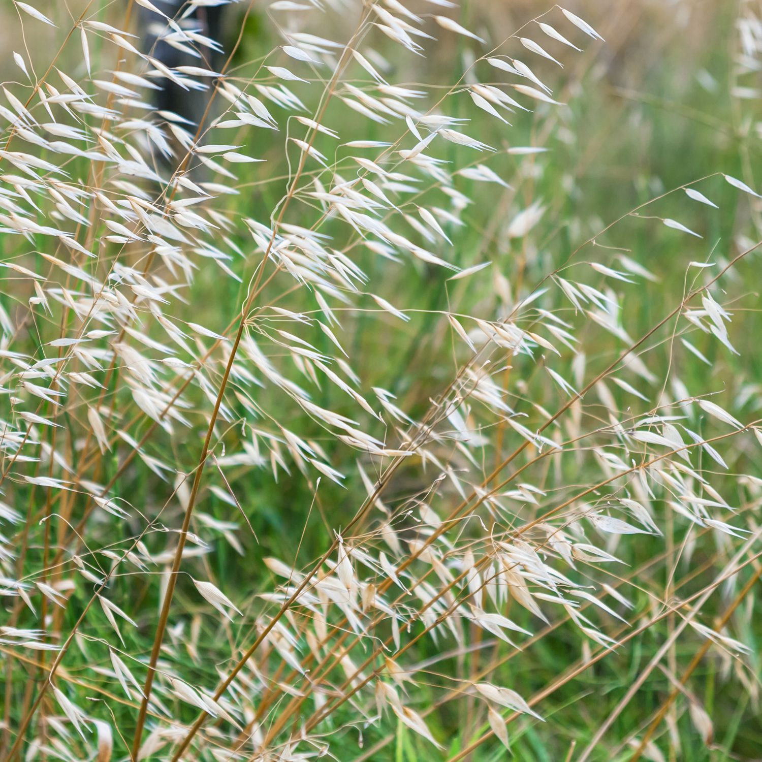 Flor Wild Oat utilizada no Floral Wild Oat dos Florais de Bach