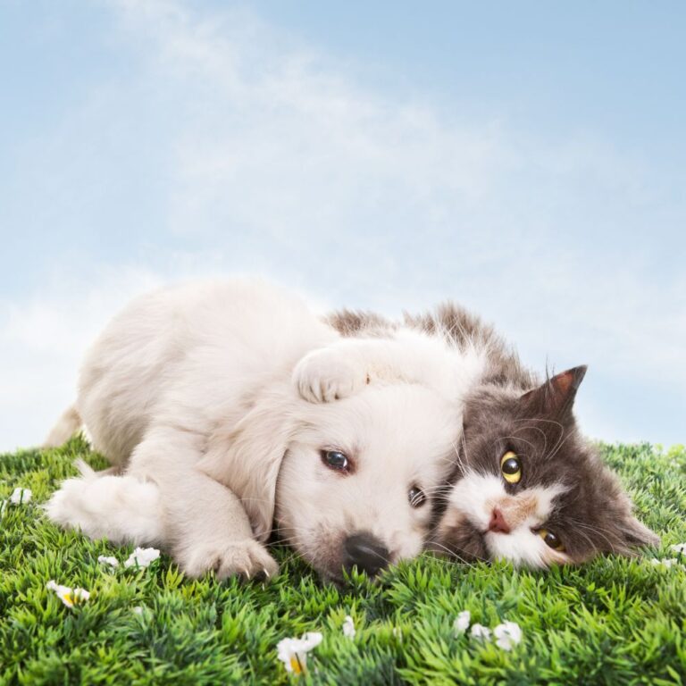 Florais para Pets: cuidando da saúde emocional dos nossos melhores amigos