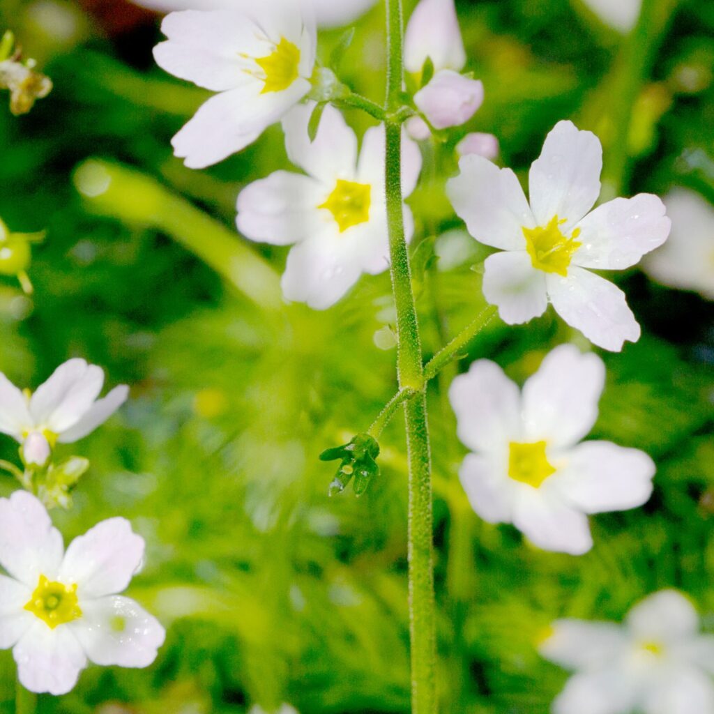 Flor Water Violet utilizada no Floral Water Violet dos Florais de Bach