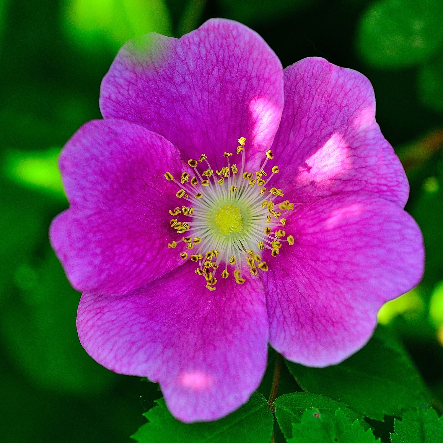 Flor Wild Rose utilizada no Floral Wild Rose dos Florais de Bach
