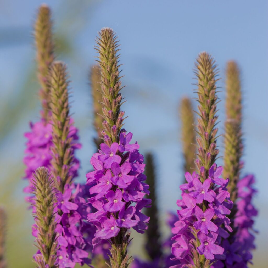 Flor Vervain utilizada no Floral Vervain dos Florais de Bach