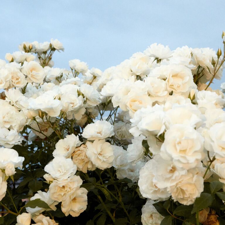 as rosas da vovó