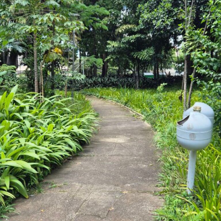 caminhar com gratidão
